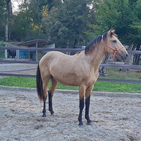 Kembs Repos Rouge-Plaisir Au Milieu Des Chevaux 아파트 외부 사진