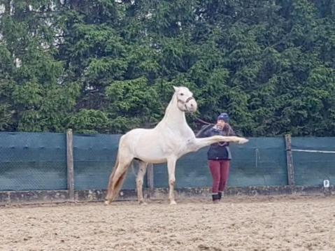 Kembs Repos Rouge-Plaisir Au Milieu Des Chevaux 아파트 외부 사진