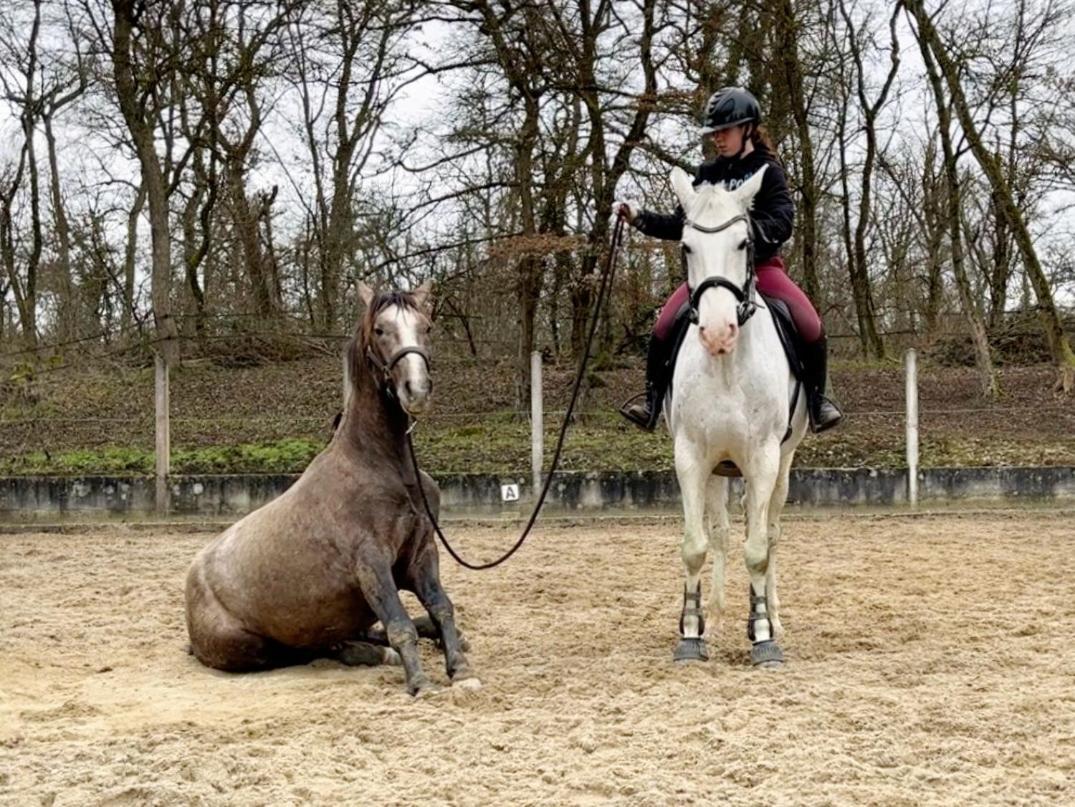 Kembs Repos Rouge-Plaisir Au Milieu Des Chevaux 아파트 외부 사진