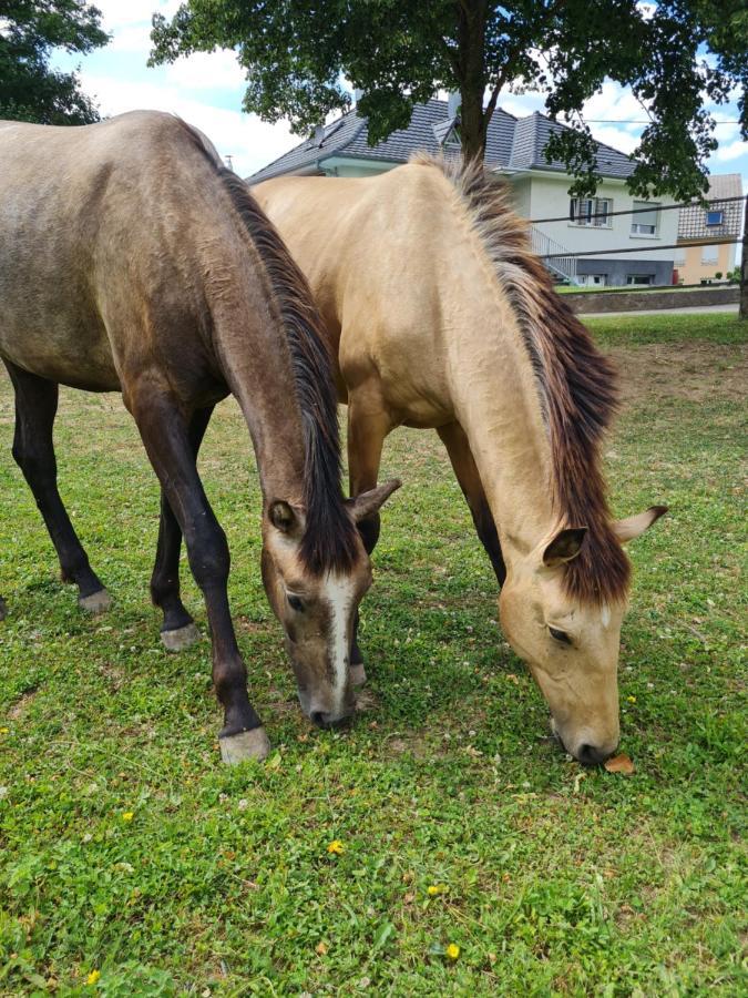 Kembs Repos Rouge-Plaisir Au Milieu Des Chevaux 아파트 외부 사진
